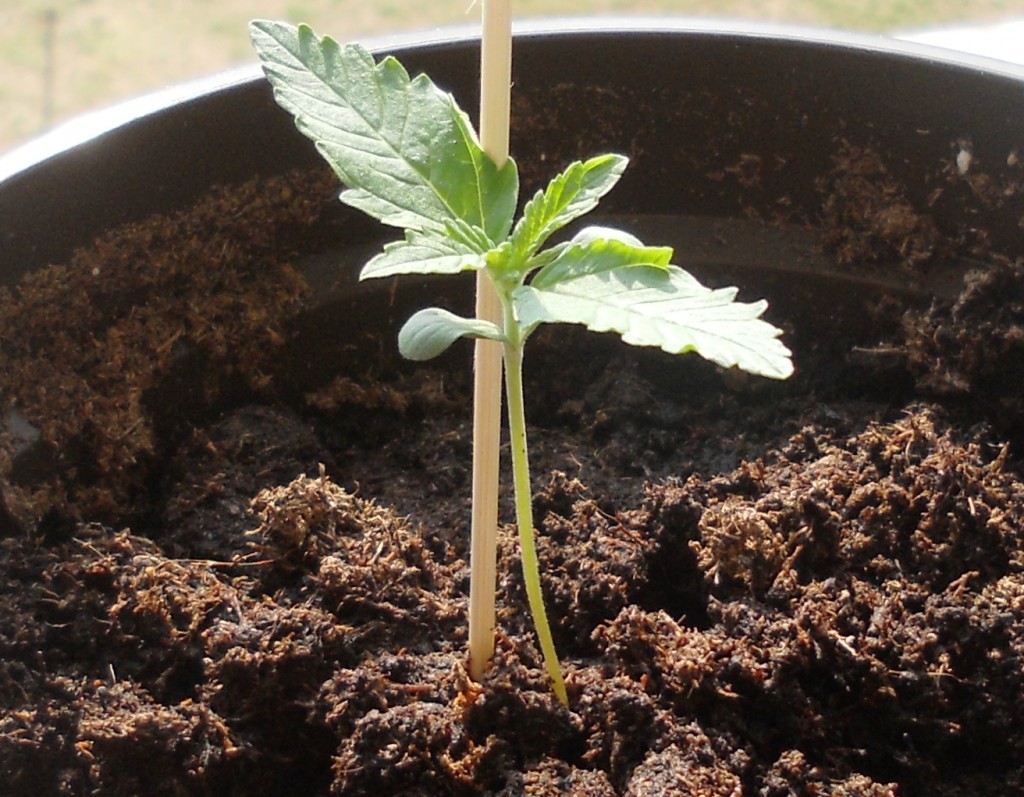 How to grow autoflower marijuana plants