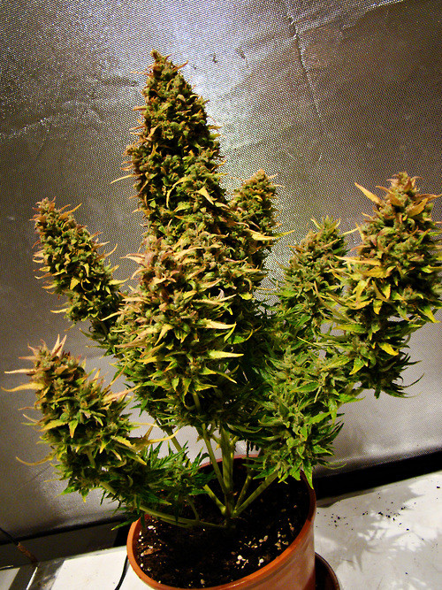 Autoflower cannabis