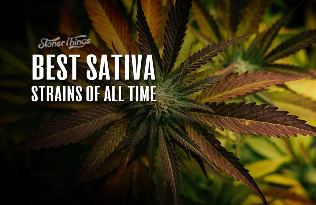 The 14 Best Sativa Strains of All Time Stoner Things