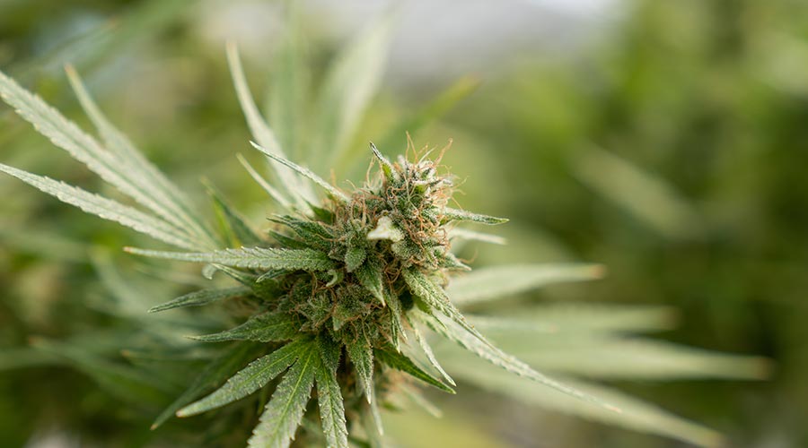 how to grow marijuana outdoors