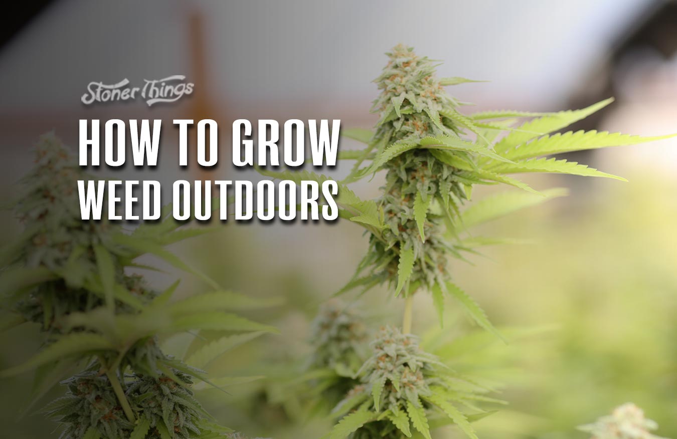 how to grow weed outdoors