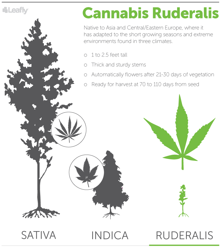 ruderalis cannabis