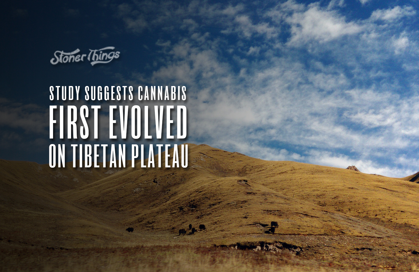 cannabis first evolved tibetan plateau