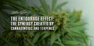 entourage effect cannabis