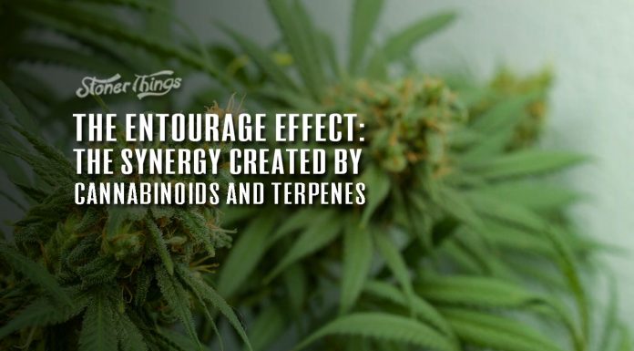 entourage effect cannabis