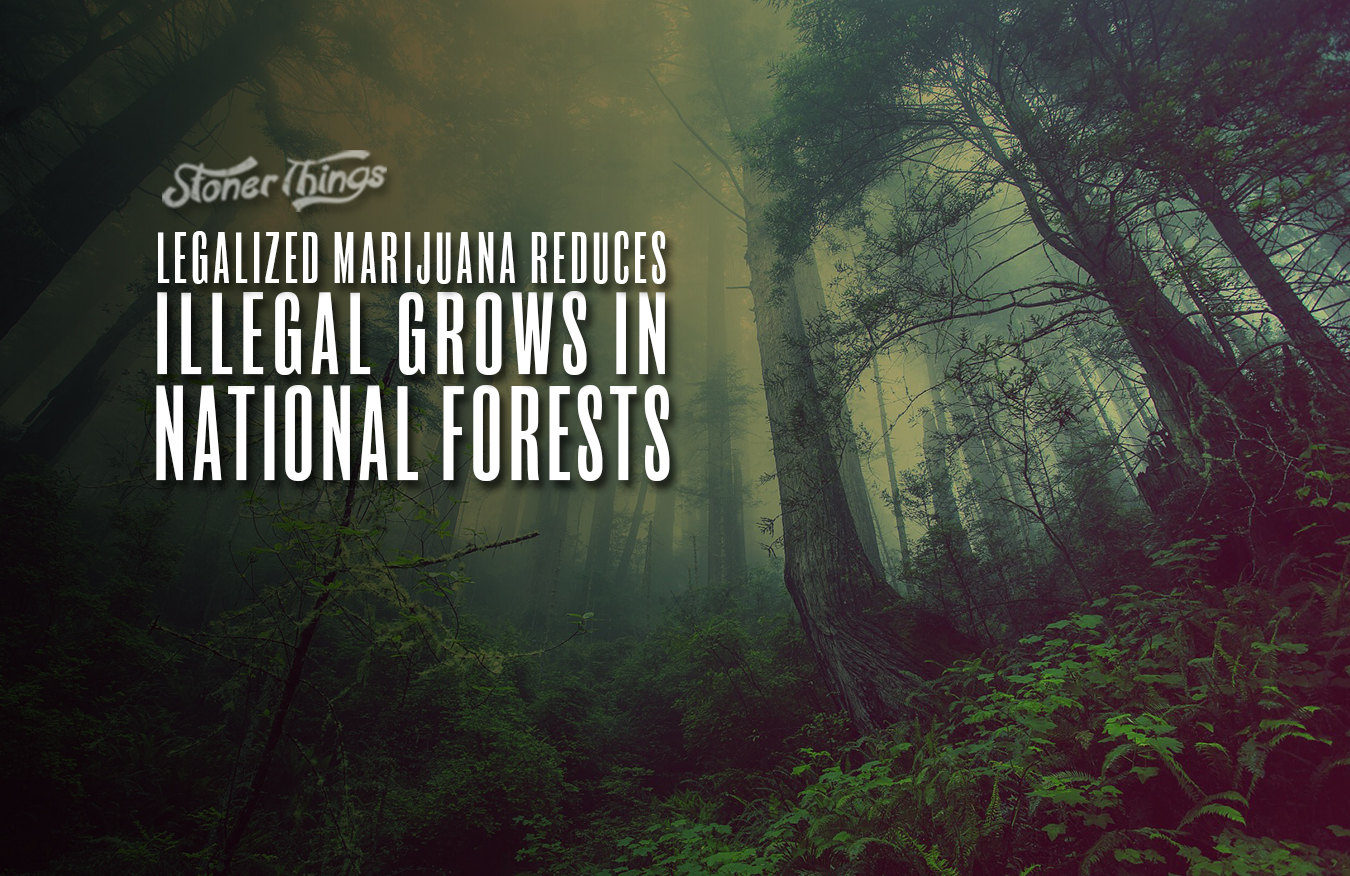 legal marijuana reduces illegal grows national forests