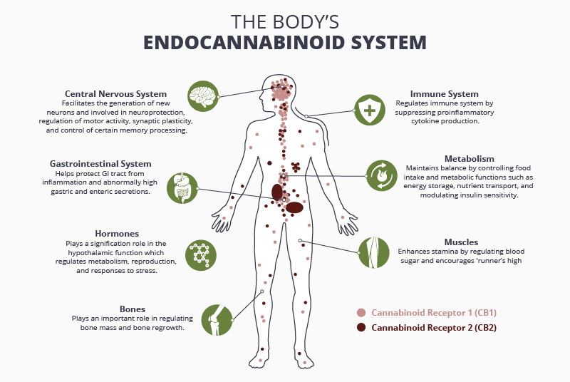 endocannabionid system