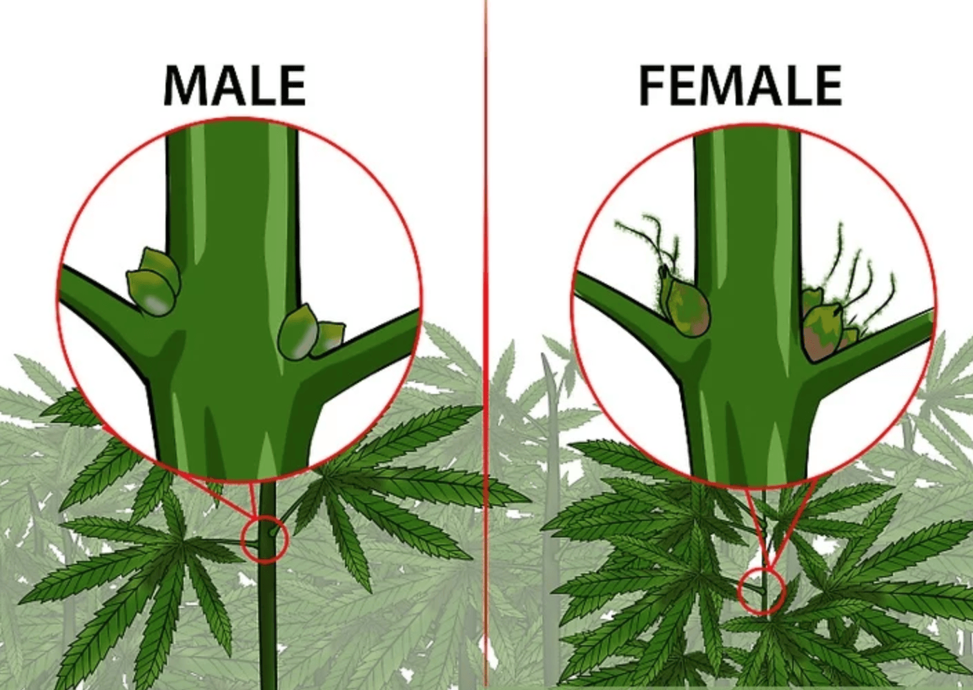 male female marijuana plants