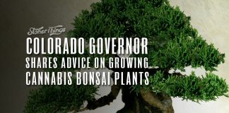 cannabis bonsai plants