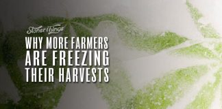 freezing cannabis harvests