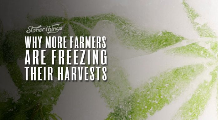freezing cannabis harvests