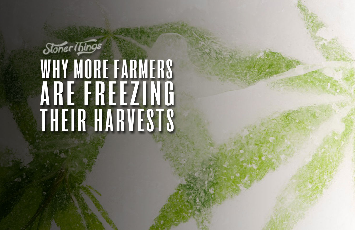 freezing cannabis harvests