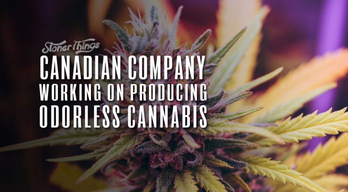 odorless cannabis canadian company