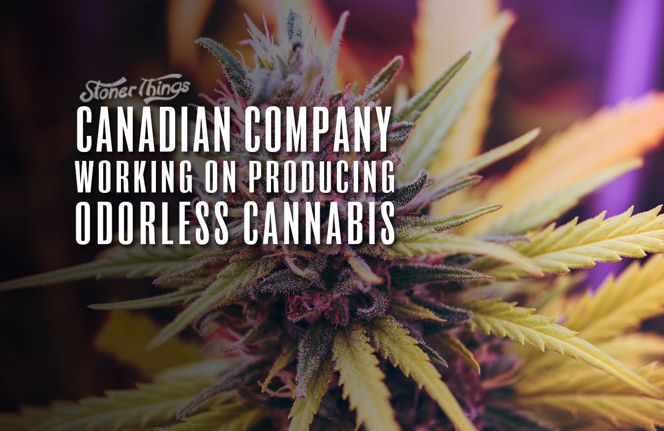 odorless cannabis canadian company