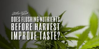 flushing cannabis plants before harvest improve taste