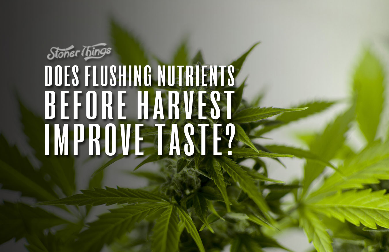 flushing cannabis plants before harvest improve taste