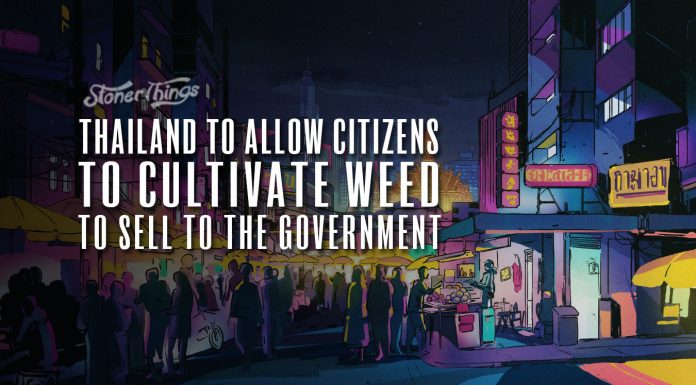 thailand allow marijuana cultivation sell to government