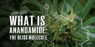 anandamide bliss molecule