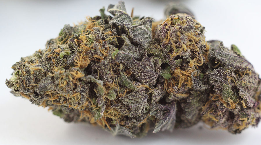 grand daddy purple review
