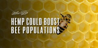 hemp boost bee populations