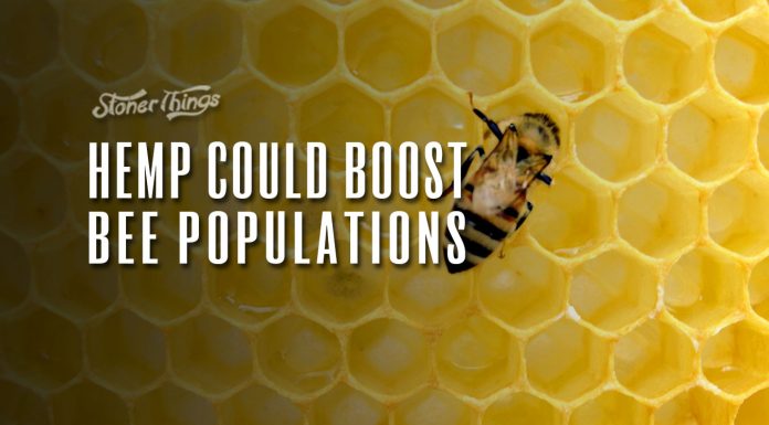 hemp boost bee populations