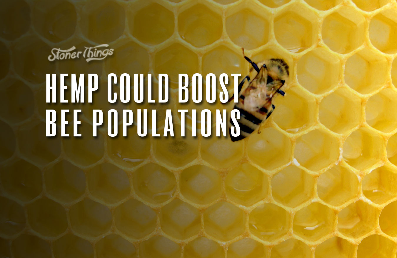 hemp boost bee populations