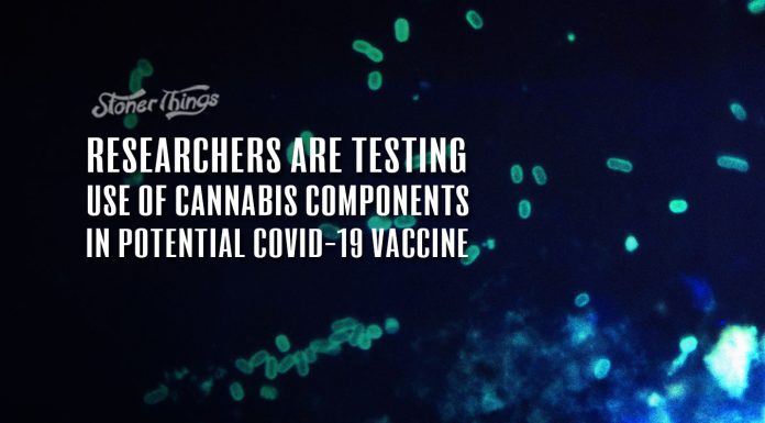 Cannabis Components COVID 19 Vaccine