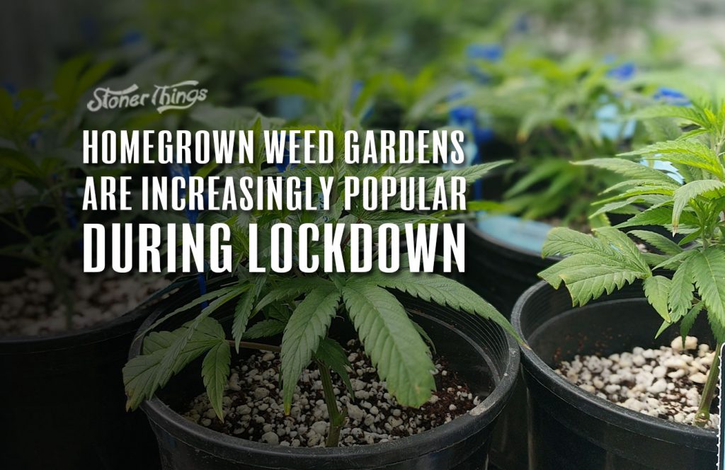 Homegrown Weed Gardens Are Increasingly Popular