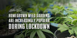 homegrow weed gardens popular lockdown