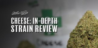 cheese strain review detailed