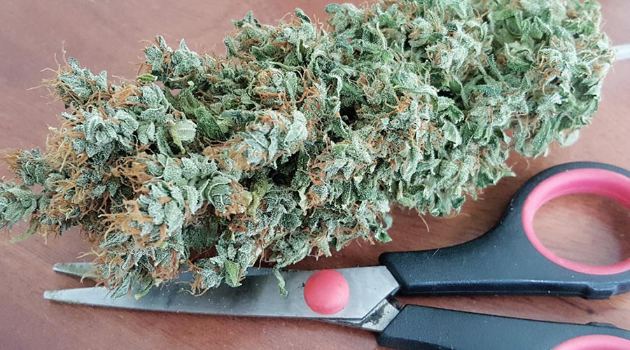 how to grind weed with scissors