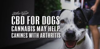 CBD for Dogs