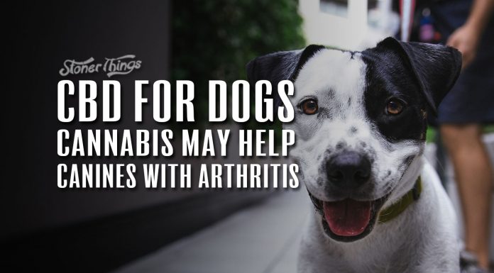 CBD for Dogs