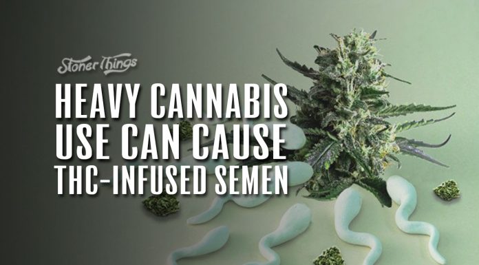 cannabis use thc semen