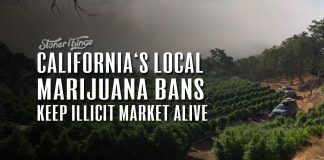 california local marijuana bans keep illicit market alive