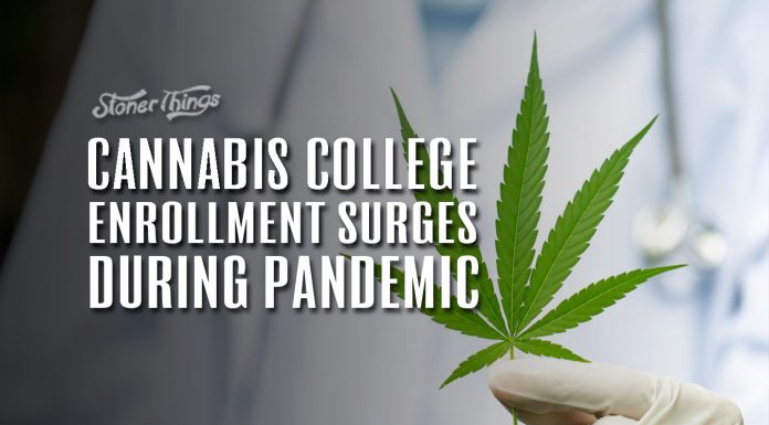 cannabis college enrollment surges pandemic