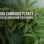 cannabis plants seized california