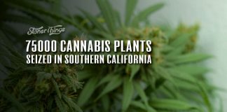 cannabis plants seized california