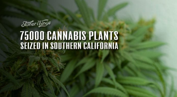 cannabis plants seized california