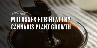 molasses cannabis plant growth