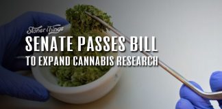 senate passes bill expand marijuana research