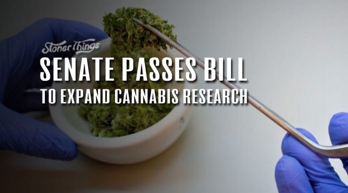 senate passes bill expand marijuana research