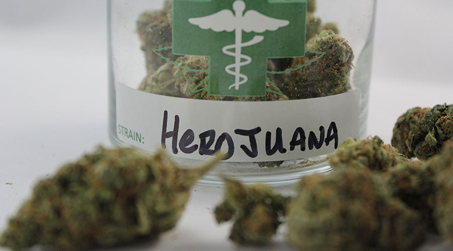 Herijuana cannabis strain