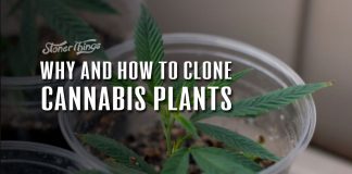 cloning cannabis plants