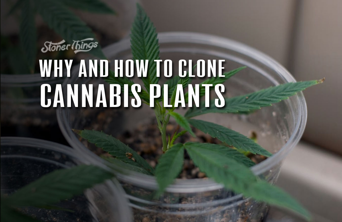 cloning cannabis plants