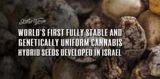 stable uniform cannabis seeds genetics