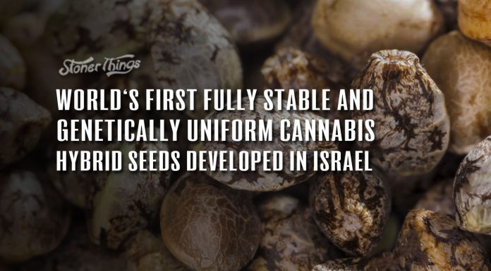 stable uniform cannabis seeds genetics
