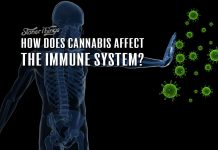 cannabis immune system