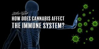 cannabis immune system