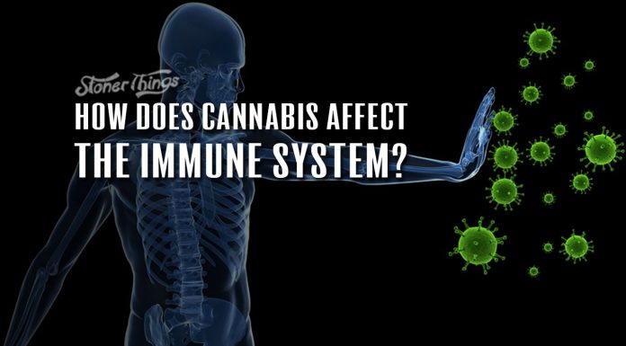 cannabis immune system